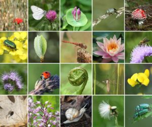 giornata mondiale biodiversità